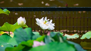  (時令精選) 粉嶺康樂公園